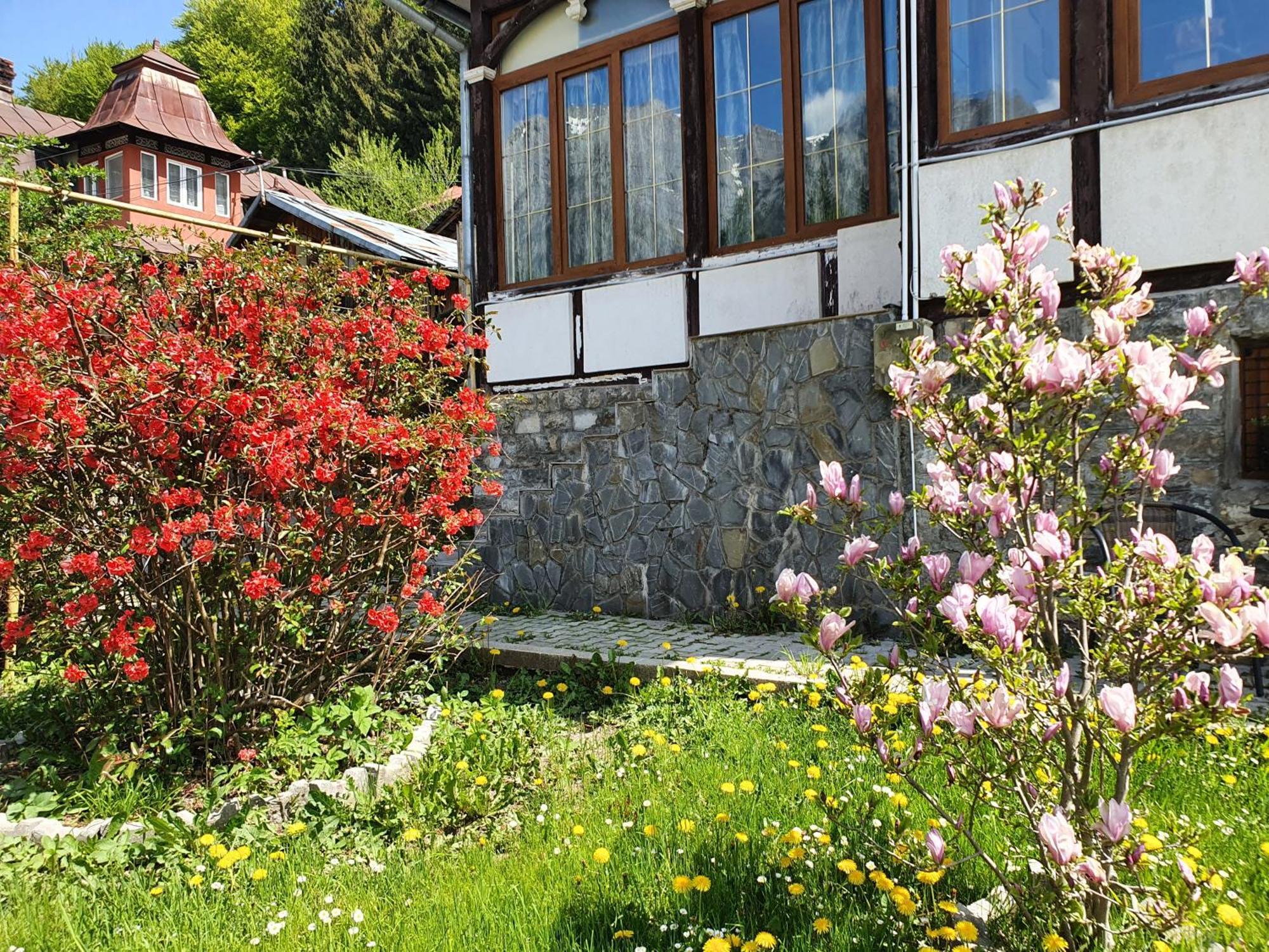 Vila Bradet Buşteni Exterior foto